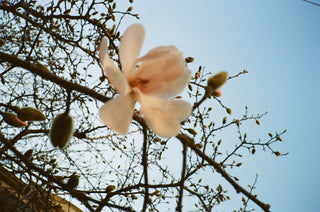 Our Spring Collection